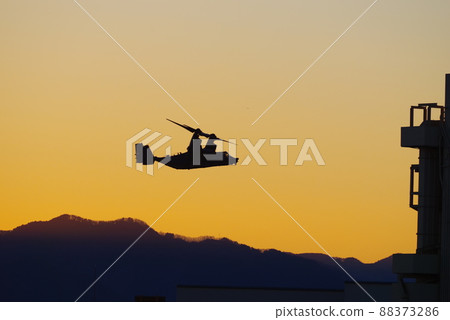 Osprey flying in the evening 88373286