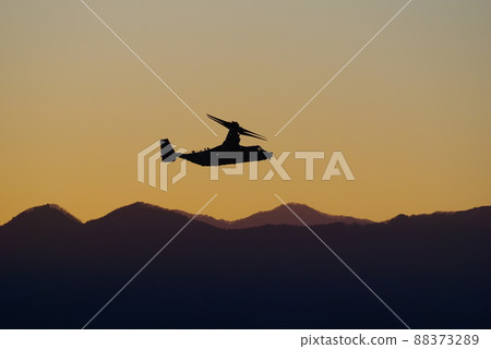 Osprey flying in the evening 88373289