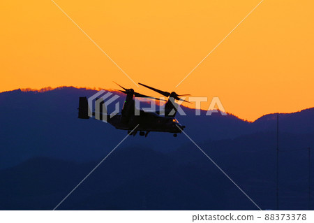 Osprey flying in the evening 88373378