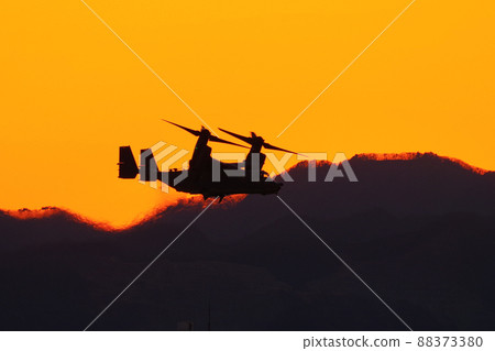 Osprey flying in the evening 88373380
