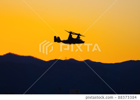 Osprey flying in the evening 88373384