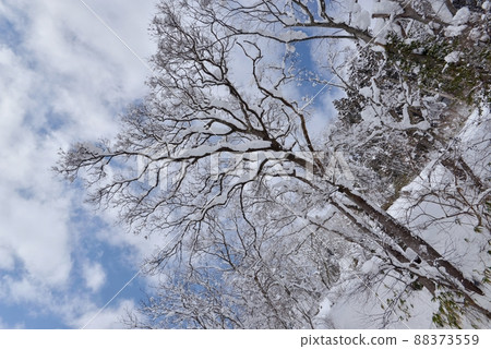 仰望藍天下的白雪皚皚的樹木,島上的雲朵流淌 仰望藍天下的白雪皚皚的樹木,島上的雲朵流淌 88373559