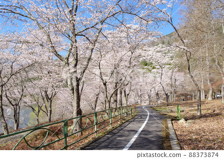 A row of cherry blossom trees around Haji Dam (Akitakata City, Hiroshima Prefecture, April 2022) A row of cherry blossom trees around Haji Dam (Akitakata City, Hiroshima Prefecture, April 2022) 88373874