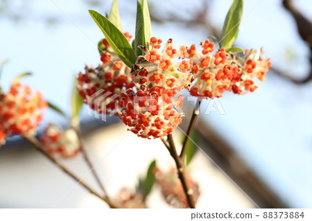 Flower of Akabana Mitumata Flower of Akabana Mitumata 88373884