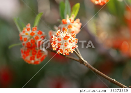 Flower of Akabana Mitumata 88373889