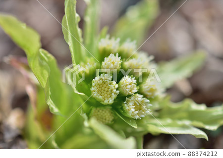 Fukinoto Fukinoto 88374212