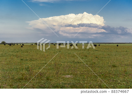 Bullocks raised with natural grass, Argentina 88374667