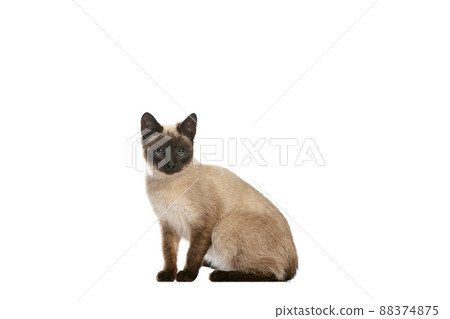 Full-length portrait of charming Thai cat with blue eyes posing isolated on white studio background. Concept of domestic animal life, pets, action 88374875