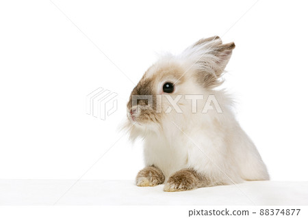 Portrait of charming, furry cute rabbit posing isolated on white studio background. Concept of domestic animal life, pets, friend, happy easter Portrait of charming, furry cute rabbit posing isolated on white studio background. Concept of domestic animal life, pets, friend, happy easter 88374877