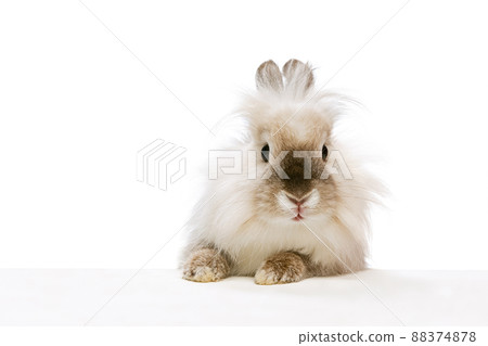 Close-up portrait of charming, furry cute rabbit posing isolated on white studio background. Concept of domestic animal life, pets, friend, happy easter 88374878