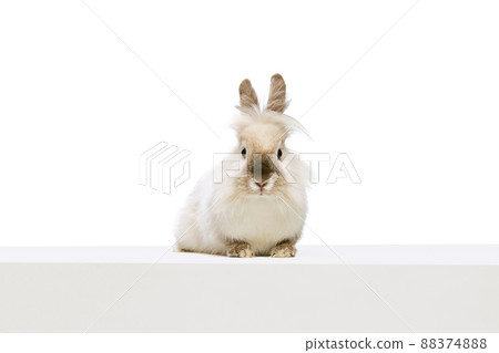 Portrait of charming, furry cute rabbit posing isolated on white studio background. Concept of domestic animal life, pets, friend, happy easter Portrait of charming, furry cute rabbit posing isolated on white studio background. Concept of domestic animal life, pets, friend, happy easter 88374888