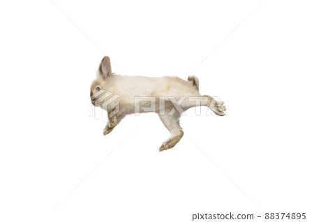 Portrait of charming, furry cute rabbit posing isolated on white studio background. Concept of domestic animal life, pets, friend, happy easter 88374895