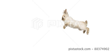Portrait of charming, furry cute rabbit posing isolated on white studio background. Concept of domestic animal life, pets, friend, happy easter Portrait of charming, furry cute rabbit posing isolated on white studio background. Concept of domestic animal life, pets, friend, happy easter 88374902