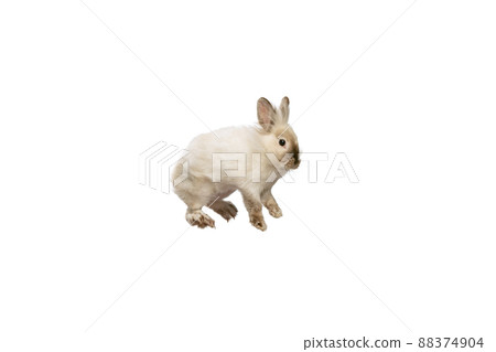 Portrait of charming, furry cute rabbit posing isolated on white studio background. Concept of domestic animal life, pets, friend, happy easter 88374904