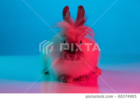 Close-up portrait of furry cute rabbit sitting on floor isolated on gradient pink blue background in neon. Concept of domestic animal life, pets, friend, happy easter 88374905