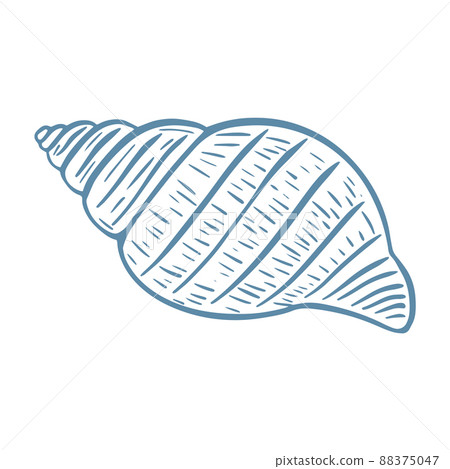 Single seashell isolated vector illustration 88375047