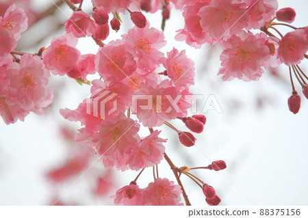 Pink cherry blossoms 88375156