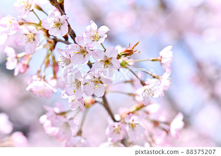 Nishina Komachi Nishina Komachi 88375207