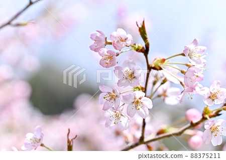 仁科小町 88375211