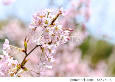 Nishina Komachi Nishina Komachi 88375220