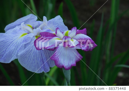 像玫瑰一樣優雅地綻放 88375448