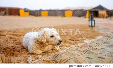 摩洛哥梅爾祖卡沙漠犬 摩洛哥梅爾祖卡沙漠犬 88375477