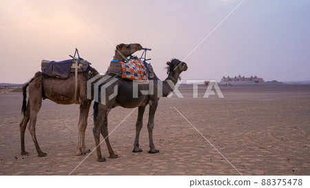 摩洛哥 Merzouga 沙漠駱駝 摩洛哥 Merzouga 沙漠駱駝 88375478