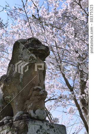 Sakura and guardian dog 88375525