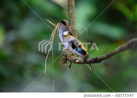 silver-breasted broadbill bird Taking dry wood to make a nest 88375547