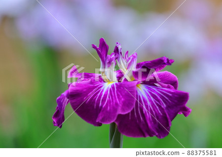 像玫瑰一樣優雅地綻放 88375581