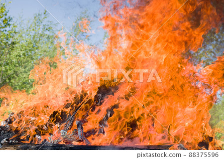 forest fire forest fire 88375596