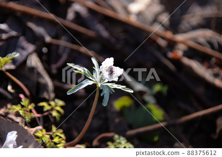 Eranthis pinnatifida 一朵漂亮的花的特寫鏡頭 88375612