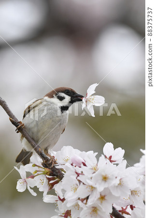 麻雀和櫻花 麻雀和櫻花 88375737