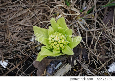 Fukinotou from spring 88375789