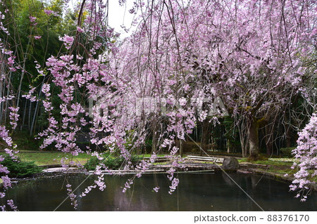Weeping cherry blossoms in full bloom Weeping cherry blossoms in full bloom 88376170