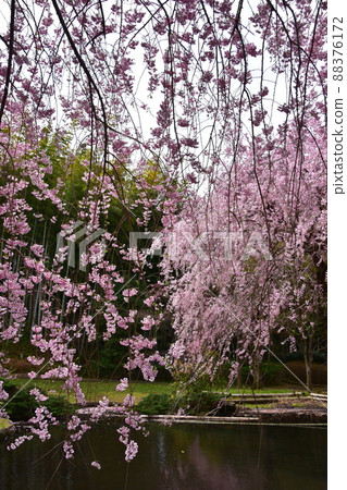 Weeping cherry blossoms in full bloom Weeping cherry blossoms in full bloom 88376172
