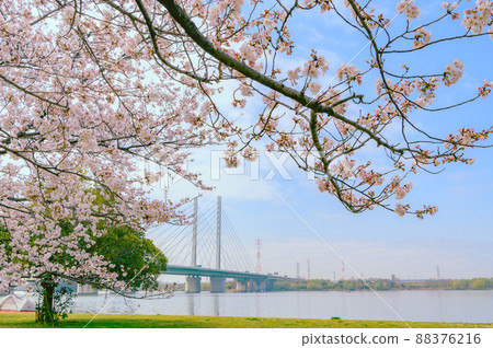 (埼玉縣)櫻花盛開和崎玉橋/綾子 (埼玉縣)櫻花盛開和崎玉橋/綾子 88376216