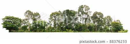 group green tree isolate on white background group green tree isolate on white background 88376233