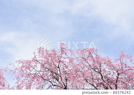 Weeping cherry blossoms in full bloom Weeping cherry blossoms in full bloom 88376242