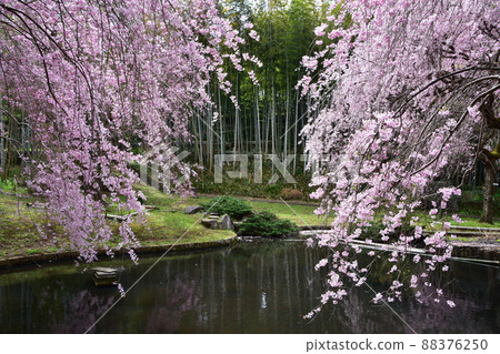Weeping cherry blossoms in full bloom Weeping cherry blossoms in full bloom 88376250