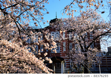 JR深谷站和晴朗的天空下盛開的櫻花 88376293