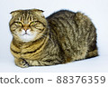 Scottish fold cat on the white background 88376359