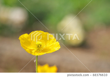 Colorful poppy flowers (spring, March) Colorful poppy flowers (spring, March) 88376610