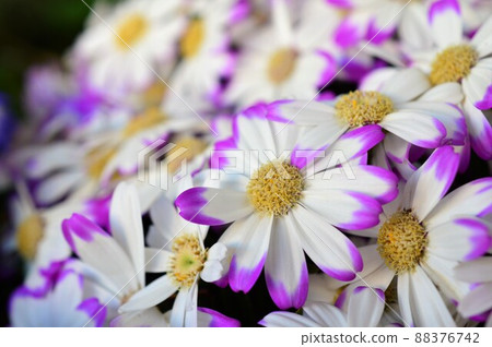 Cineraria white, light purple 88376742