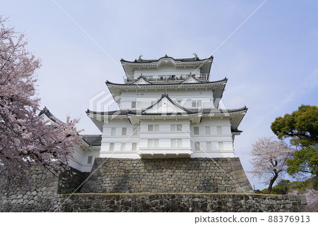 小田原城櫻花 88376913