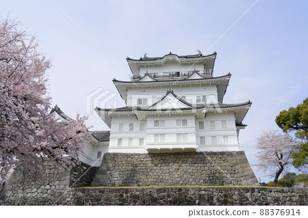 小田原城櫻花 88376914