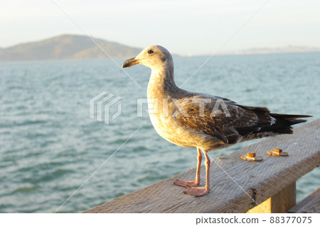 San Francisco Pier 39 Birds 88377075