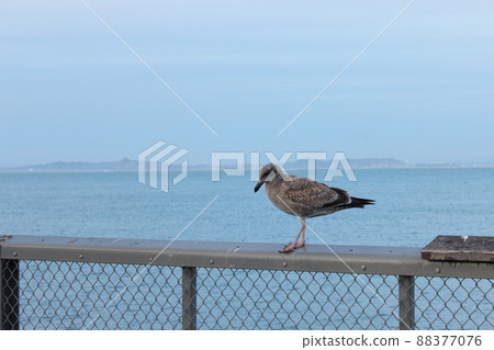 San Francisco Pier 39 Birds 88377076