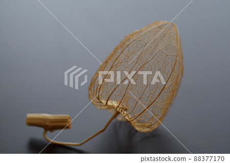 Watermark Hozuki Watermark Hozuki 88377170