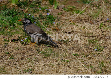 早春尋找食物的椋鳥 88377293